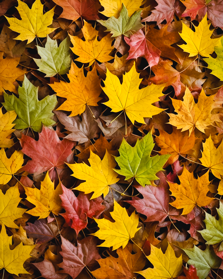 autumn-leaves-8802536_1280